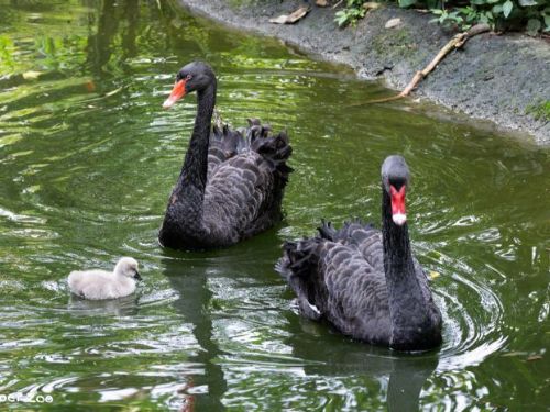 黑天鵝寶寶終於報到！臺北動物園「換蛋保育」成功，溫馨迎來新生命